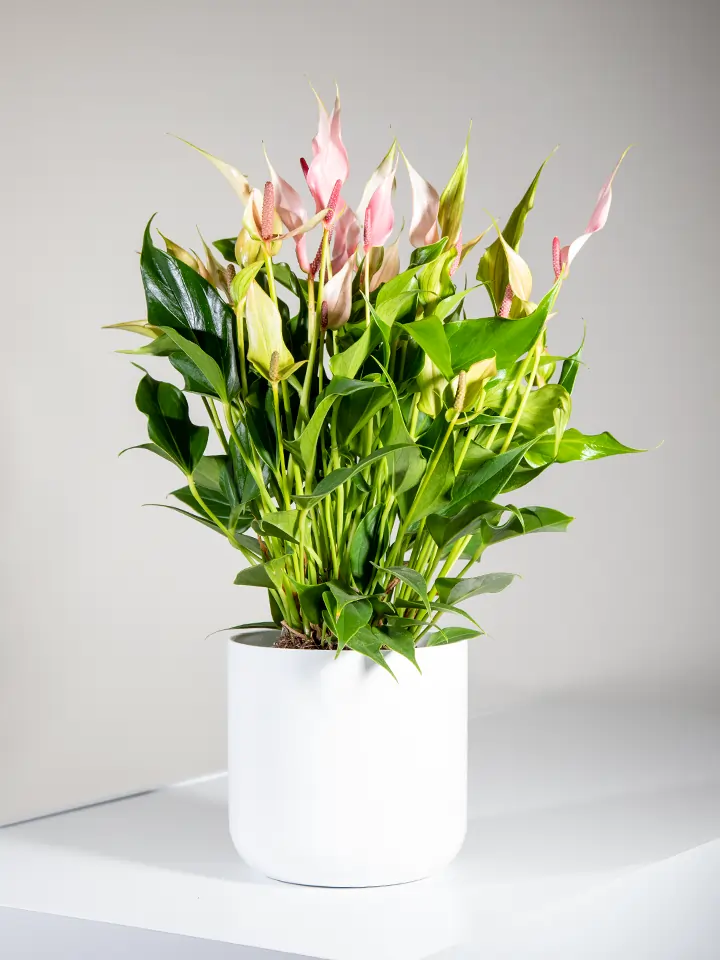 Pianta di Anthurium rosa in vaso bianco